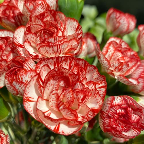 blush mini carnations